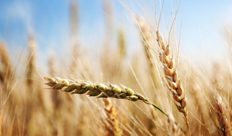 智慧農(nóng)業(yè)發(fā)展基礎—四種數(shù)據(jù)、三大渠道