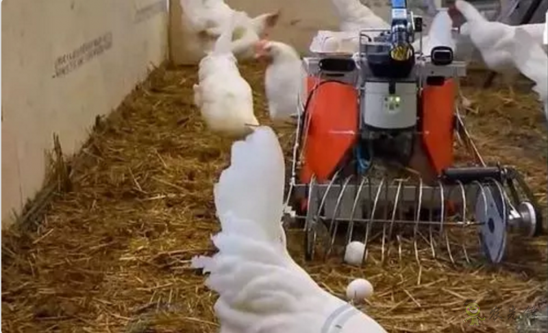 當(dāng)機(jī)器人走進(jìn)農(nóng)場(chǎng),奶牛都震驚了!