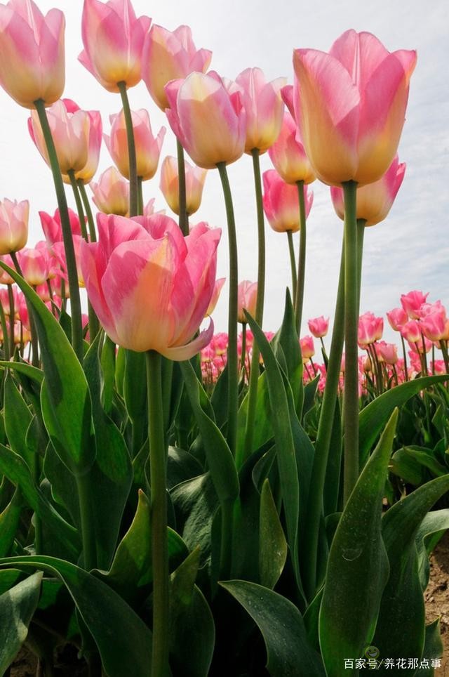 透過郁金香看荷蘭的現(xiàn)代農(nóng)業(yè)，切花球根都能賣，還能吸引觀光客