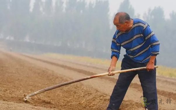 陳錫文:發展現代農業,意味著要消滅小農戶嗎?