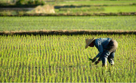 陳錫文:發展現代農業,意味著要消滅小農戶嗎?