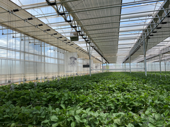 誰種出的草莓更好,人工智能VS頂尖農人?