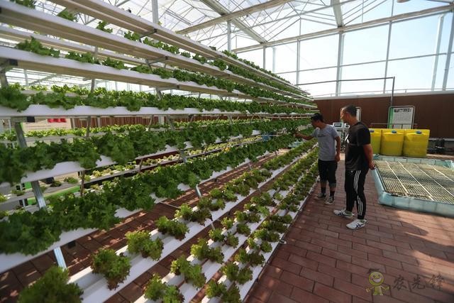 農(nóng)業(yè)擺攤新模式,視頻連線和無人機(jī)都用上