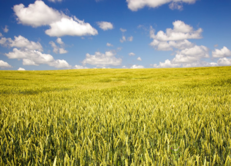 農業(yè)傳感器在智慧農業(yè)中的應用