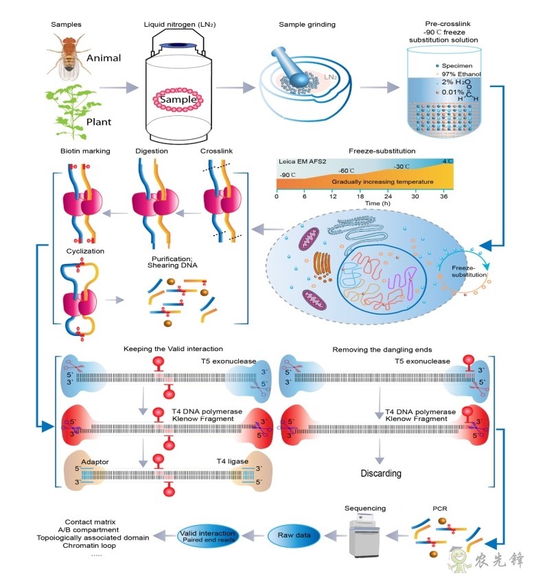 &ldquo;冷凍置換Hi-C&rdquo;已經(jīng)被攻克完成