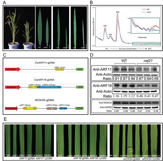 水稻葉片的寬窄,由這個核糖體蛋白來調控