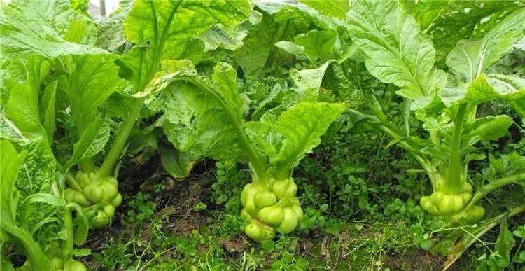 農(nóng)業(yè)設備