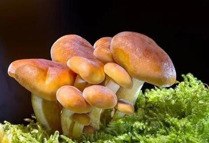 采摘成功率可達97%，蘑菇采摘機器人