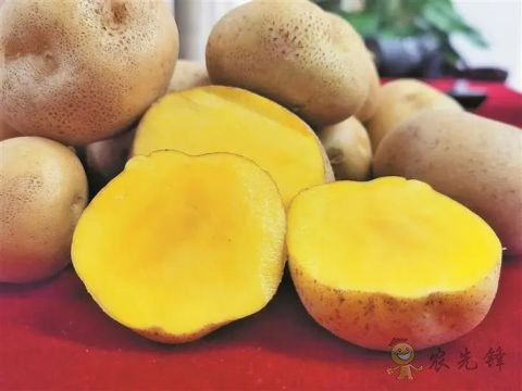 &ldquo;優薯1號&rdquo;雜交馬鈴薯問世