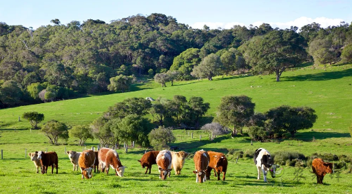 澳大利亞農業進入4.0時代,對中國農業有何啟示?