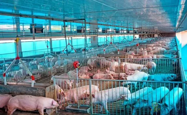 浙江:未來,數(shù)字化設(shè)施裝備是規(guī)模豬場的標(biāo)配