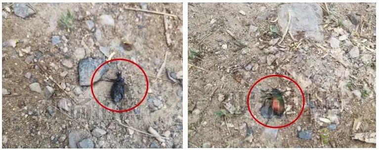 新疆 4 萬畝楊樹林蟲害爆發(fā)，極飛農(nóng)業(yè)無人機升空阻擊