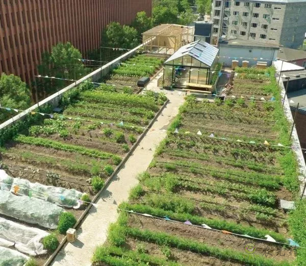 有機農業的全球典范:丹麥經驗