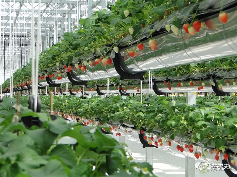 半年銷售額2億元！遼寧丹東“空中草莓”火了！