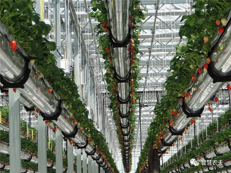 半年銷售額2億元！遼寧丹東“空中草莓”火了！