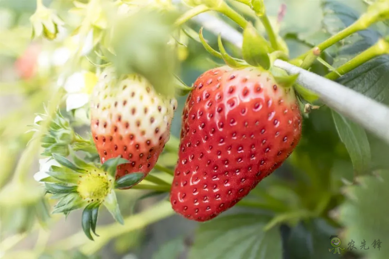 半年銷售額2億元！遼寧丹東“空中草莓”火了！