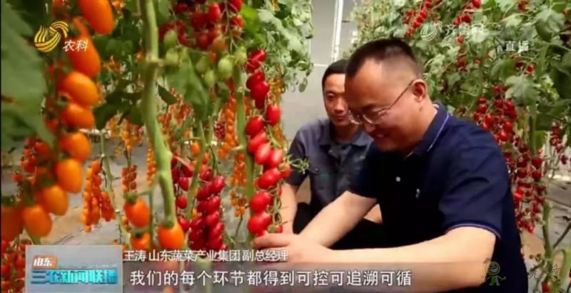 “壽光標準”向全國輸出 推動蔬菜產業(yè)提檔升級