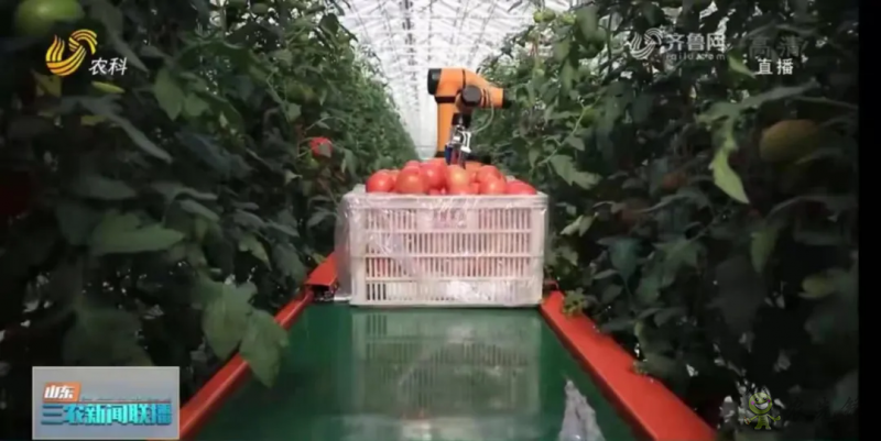 “壽光標準”向全國輸出 推動蔬菜產業(yè)提檔升級