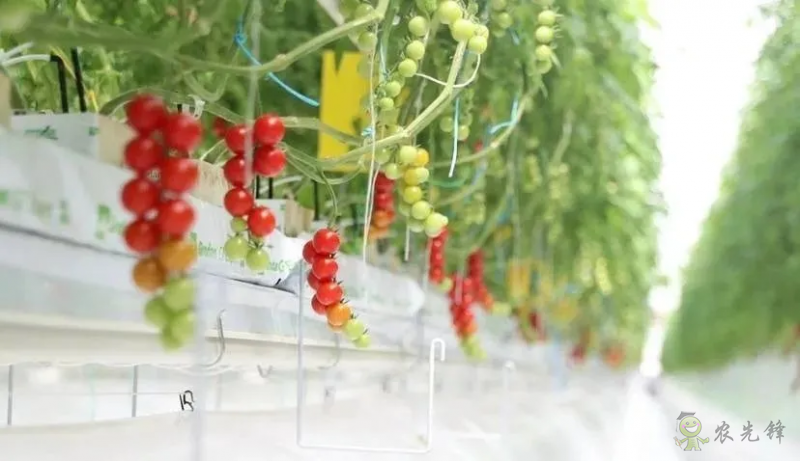 成串小番茄你見過嗎？&ldquo;現代農業&rdquo;讓崇明農戶&ldquo;靠數據吃飯&rdquo;