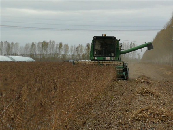 黑龍江大豆育種取得重大突破：5個品種平均畝產(chǎn)突破570斤