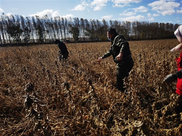黑龍江大豆育種取得重大突破：5個品種平均畝產(chǎn)突破570斤