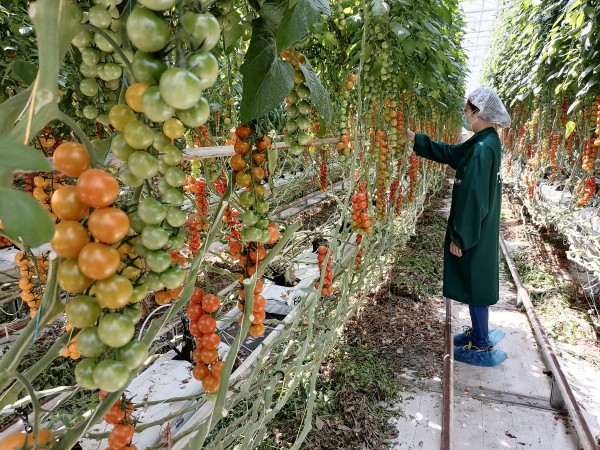 塑料大棚“智能化”,北京開展高效設(shè)施農(nóng)業(yè)用地試點(diǎn)