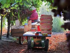 明星農業機器人公司Burro完成1090萬美元融資,拆包即可安裝使用