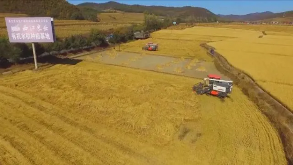 吉林水稻全程機械化作業(yè), 助力增產(chǎn)增收