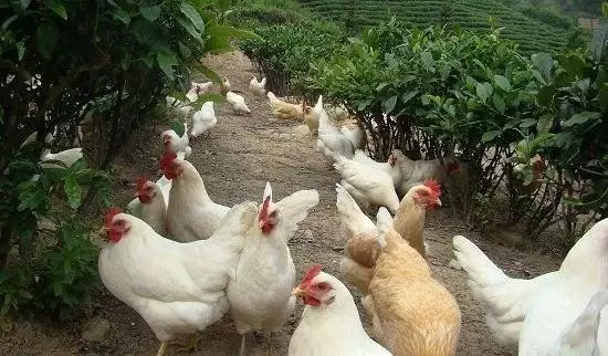 做農業,這幾種高效生態農業模式你必須知道