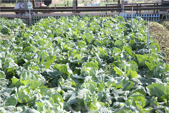 七彩祥耘開心農(nóng)場內(nèi)的蔬菜地長勢良好