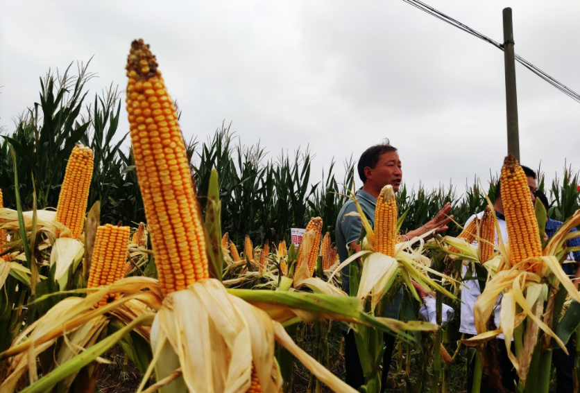 國家加大農(nóng)業(yè)獎補力度，對農(nóng)民種糧是個好消息，2022年該如何調(diào)整