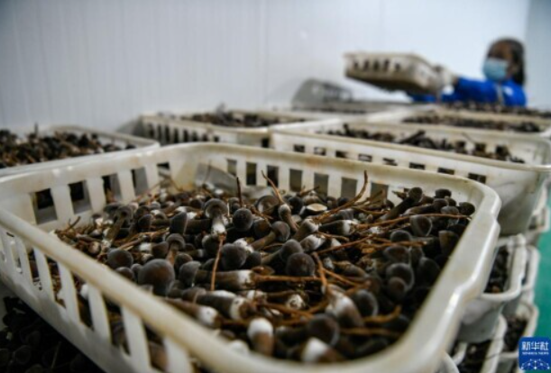 河北灤平：打造智慧農(nóng)業(yè)園區(qū) 促進(jìn)食用菌產(chǎn)業(yè)快速發(fā)展