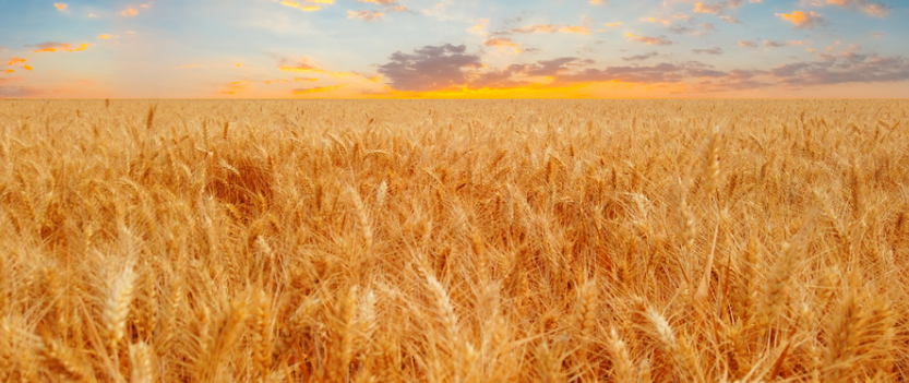 農業物聯網的作用?農業物聯網都應用在哪?