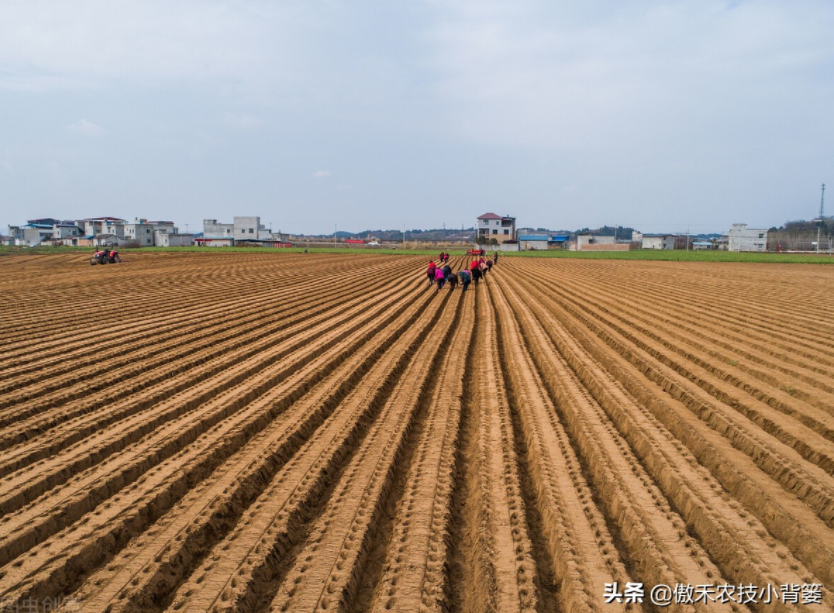  農(nóng)作物起壟種植有哪些好處？起壟時(shí)如何確定最佳壟高？