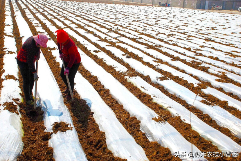 農(nóng)作物起壟種植有哪些好處？起壟時(shí)如何確定最佳壟高？