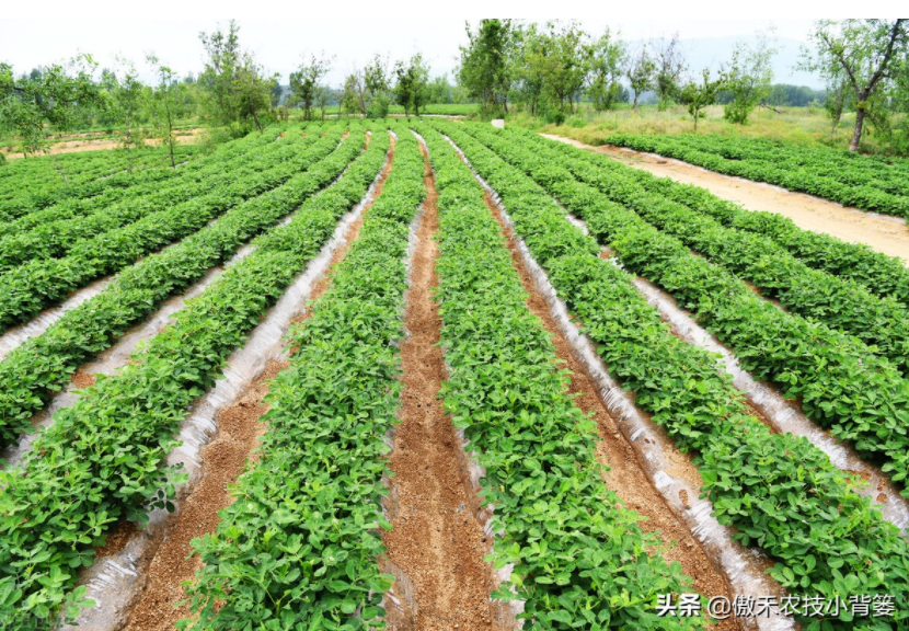 農(nóng)作物起壟種植有哪些好處？起壟時(shí)如何確定最佳壟高？
