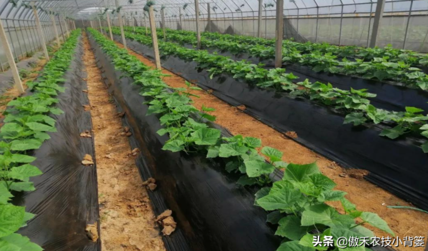 農(nóng)作物起壟種植有哪些好處？起壟時(shí)如何確定最佳壟高？