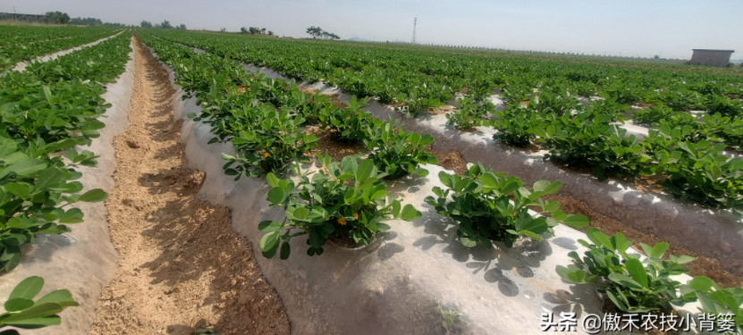 農(nóng)作物起壟種植有哪些好處？起壟時(shí)如何確定最佳壟高？