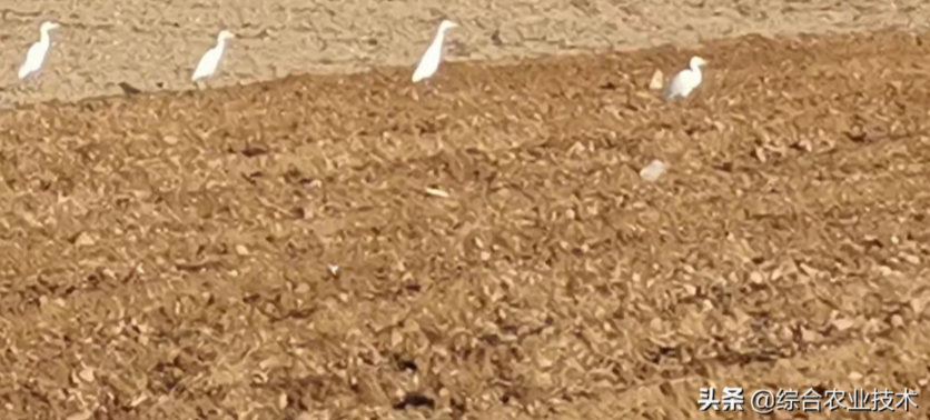 玉米地病蟲害越來越重，冬季閑了有辦法預防病蟲害嗎？