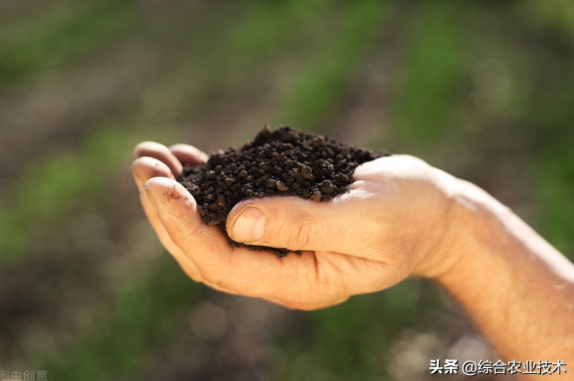 玉米地病蟲害越來越重，冬季閑了有辦法預防病蟲害嗎？