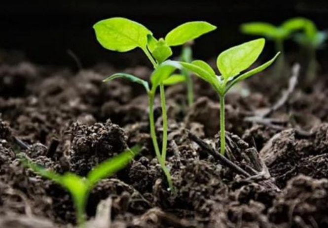 政策：國家支持設施農業合法用地；雨潤控股：負債超過1000億元