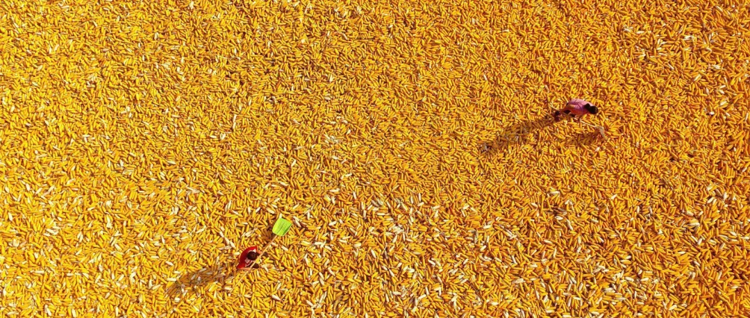 白描 苑鵬:現代化進程中我國農民全面發展的痛點