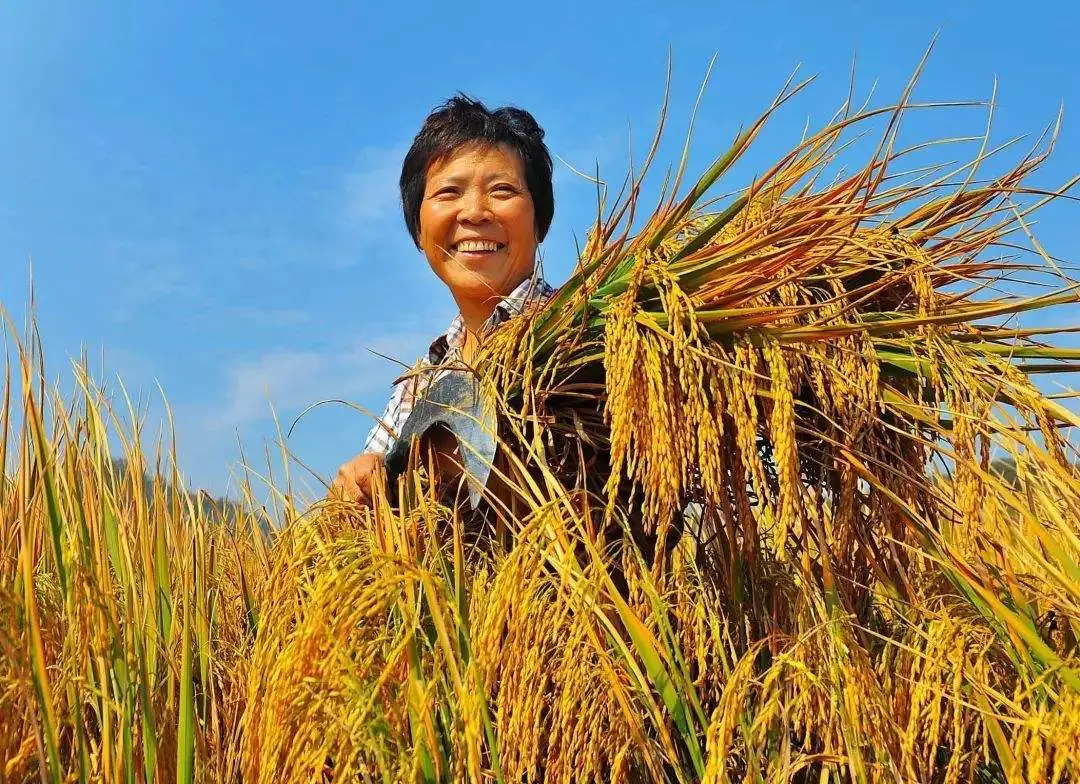 白描 苑鵬:現代化進程中我國農民全面發展的痛點