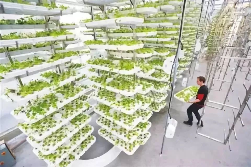 什么是垂直農(nóng)場(chǎng)?垂直農(nóng)場(chǎng)的盈利前景與經(jīng)典案例