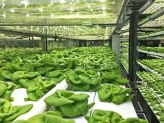 什么是垂直農場?垂直農場的盈利前景與經典案例