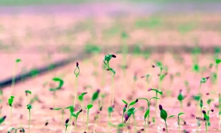 垂直農(nóng)業(yè)領(lǐng)域的“泡沫”要爆?