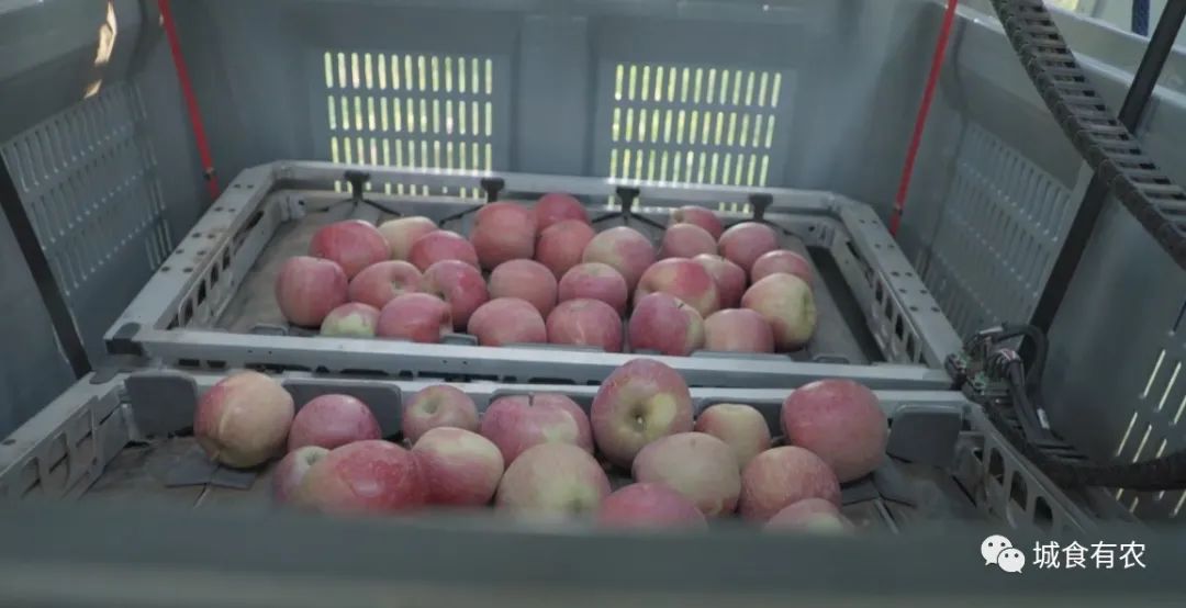 會摘蘋果的飛行機器人,從概念圖到商業化Tevel只用了4年