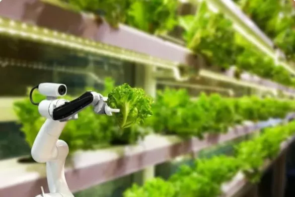 新加坡農業：5大創新玩法，中國農業值得借鑒