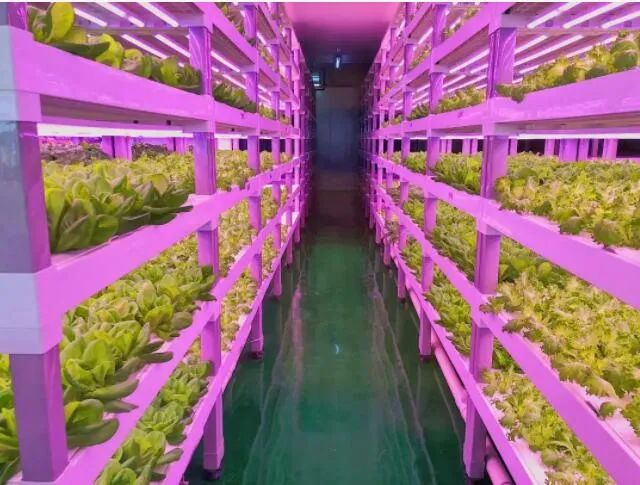 透視中日荷三國(guó)“植物工廠”案例，植物工廠的下一站又是什么