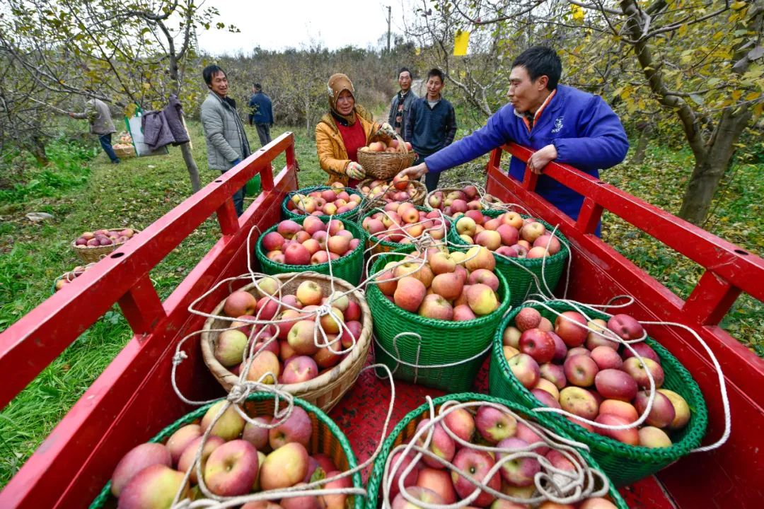解讀《“十四五”全國農產品產地市場體系發展規劃》